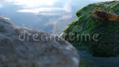 一只欧洲河流<strong>小龙</strong>虾在一块有绿藻的石头上掉进水里。